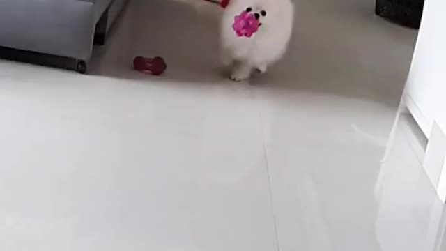 beautiful dog in slow motion