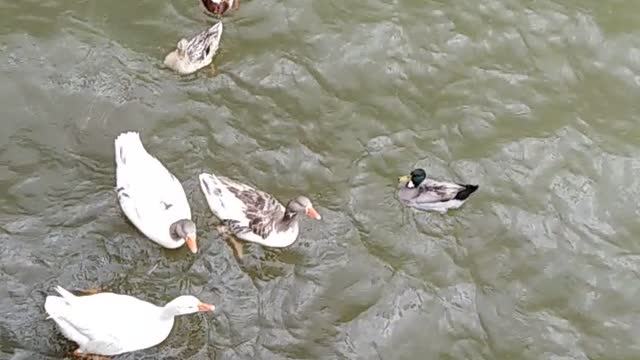 Geese in the lake 🦆