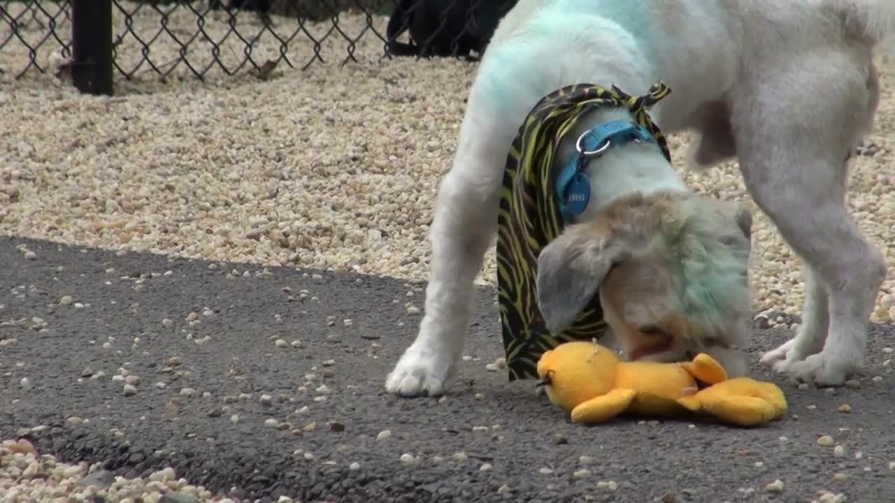 Small Dog Biting Toy