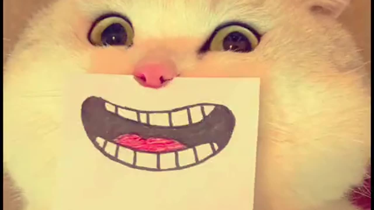 Funny animals 🤗