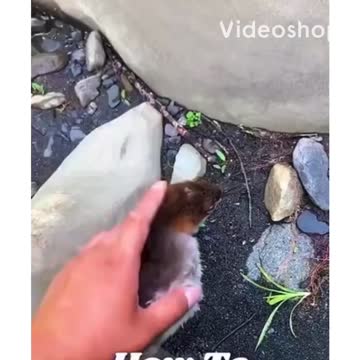 Baby ducks can walk on water?!