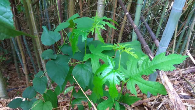 不知名的植物