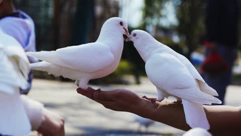 Doves and people in harmony on the square