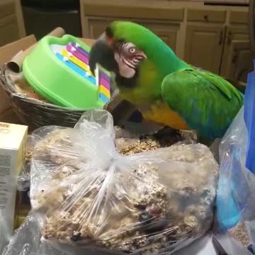 Sam The Macaw Scales The Kitchen Island To Get To A Bag Of Treats