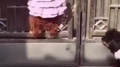 Funny Dog Fails Compilation