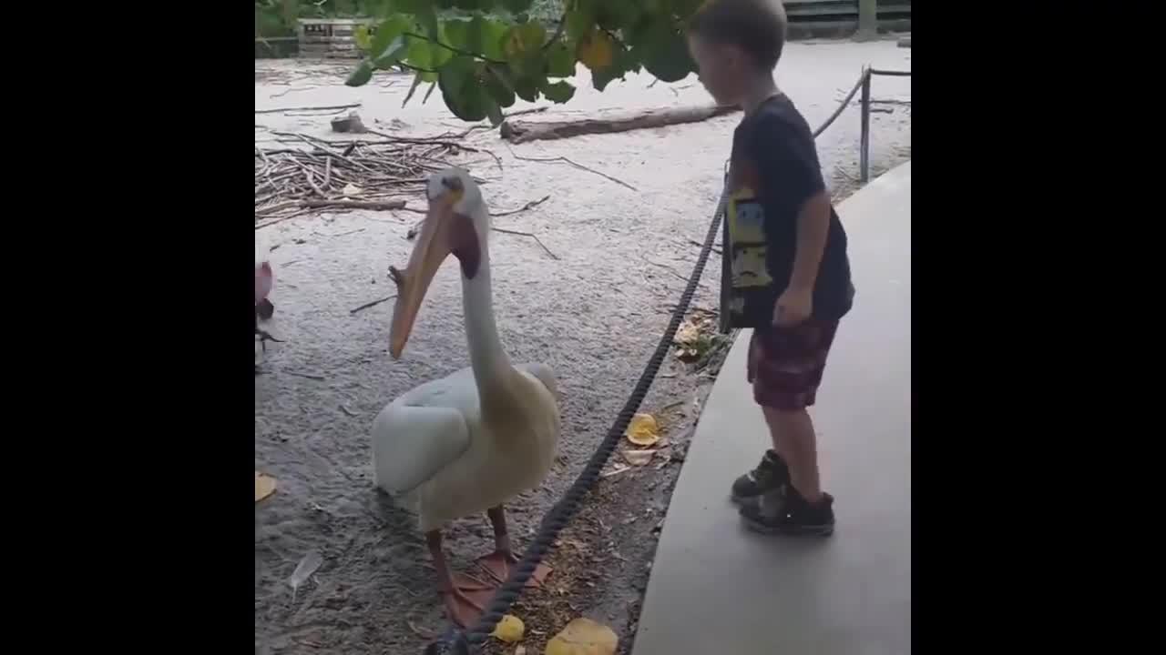 Funny KIDS vs ZOO ANIMALS