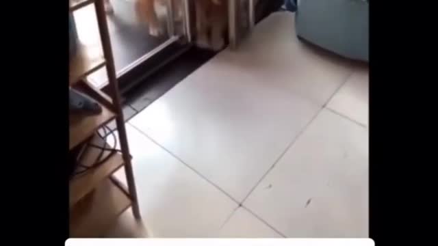 Dogs Open The Door For Each Other *SO CUTE* #Shorts