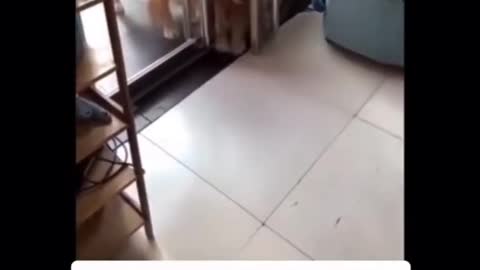 Dogs Open The Door For Each Other *SO CUTE* #Shorts
