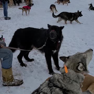 Beautiful Wolves & Huskies Howling Together!!