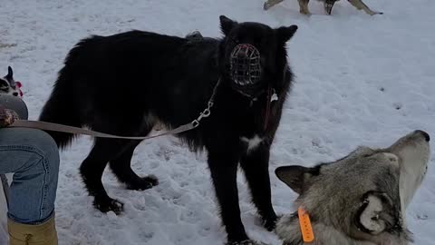 Beautiful Wolves & Huskies Howling Together!!