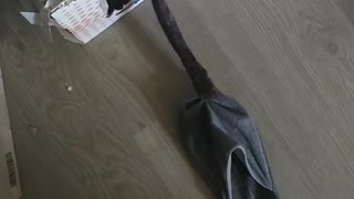 cat needs slippers