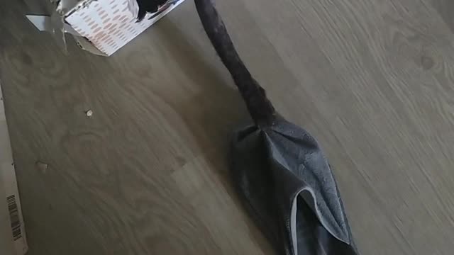 cat needs slippers