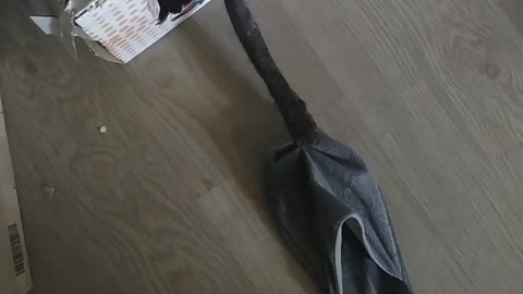 cat needs slippers