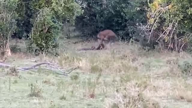 Big Cat Vs Python Fight To Death - Lion Vs Python - Leopard Vs Python - Wild Animals Attack