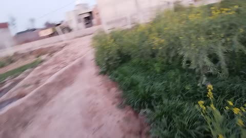 Bekaar banda h
