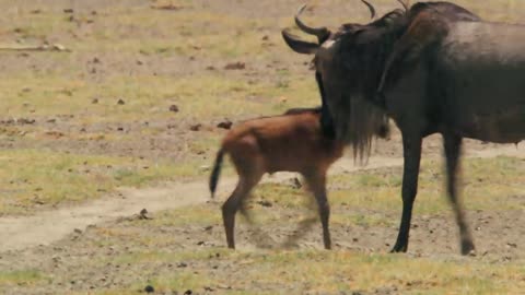 Animals and Amazing nature - Run to survive