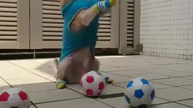 Dog playing