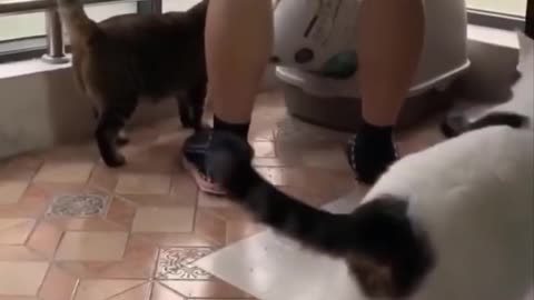 Funniest Cat Family