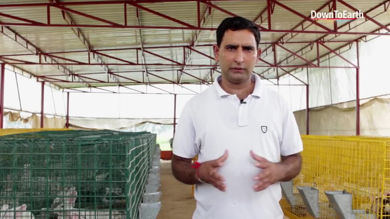 Rabbit farming is an emerging but profitable business 2024