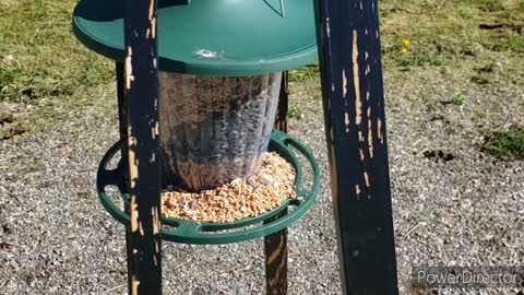 Coffee with the birds