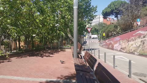 Doves In The highest point in Barcelona