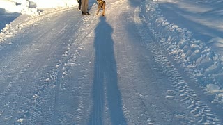 Grandson loves dog winter workout