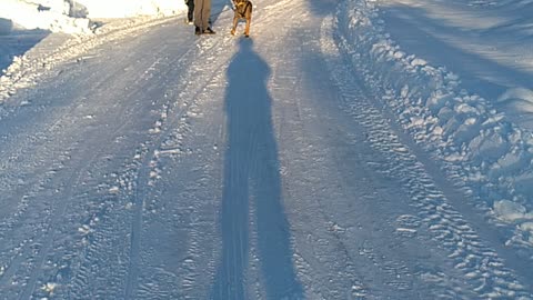 Grandson loves dog winter workout