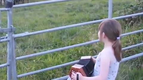 amazing cute little girl playing music and cow attract