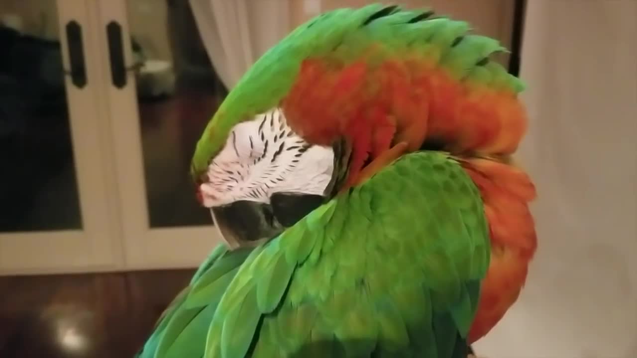 Ever See A Parrot Sleep?