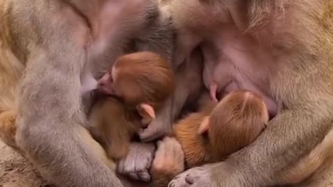 Mom monkey sleeping with her child