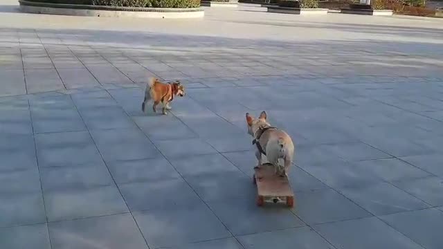 SkateDog-11