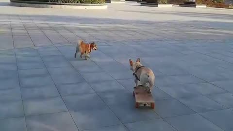 SkateDog-11