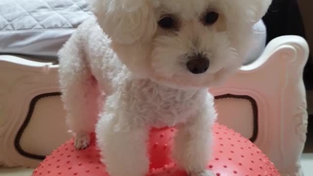 Bichon Prize joint movement