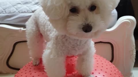 Bichon Prize joint movement