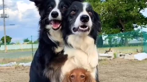 A wagging tail is the end of loneliness