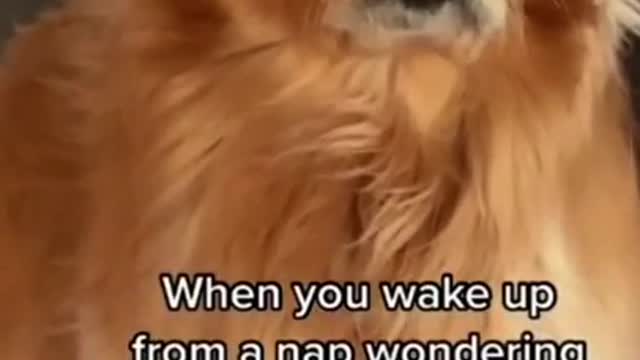 Watch This Golden Retriever Waking Up From Nap Not Knowing What Year It Is