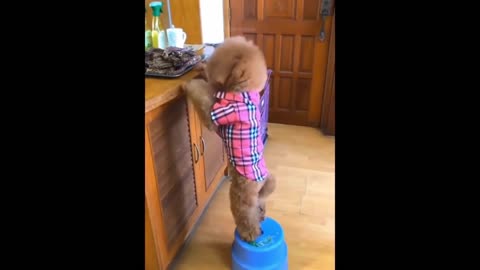 CUTE BABY ANIMALS Videos Compilation Funniest and cutest moments of animals