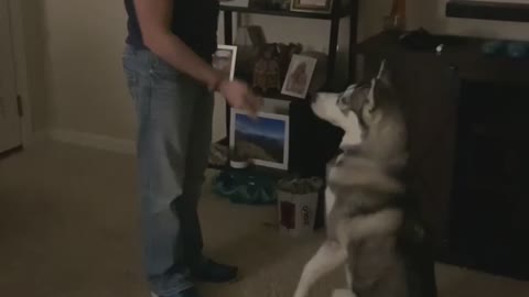 Husky Silent Training On....