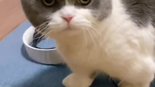 Cutest cat fuuny video