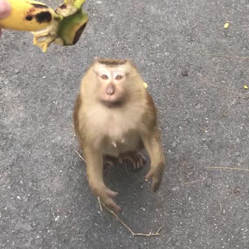 friendly monkey