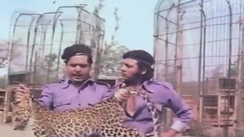 Jungle and tiger