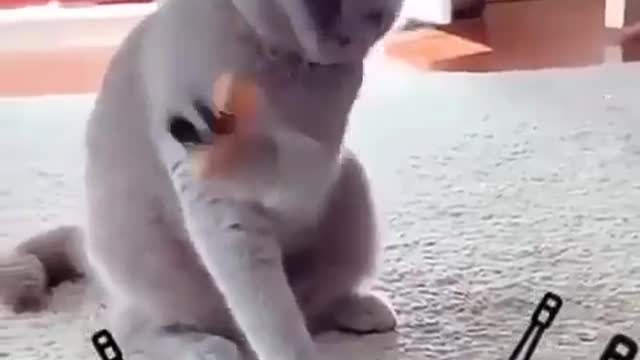 Cat is playing violin for his audience