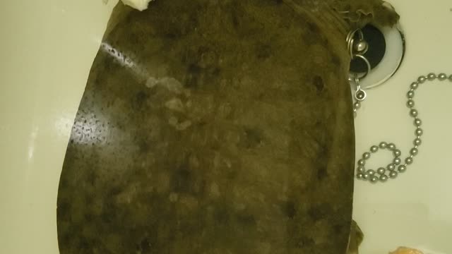 Meet Scary but Adorable KameSan (Japanese name for turtle)