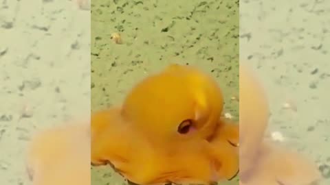 Dumbo Octopus 🐙 🦑