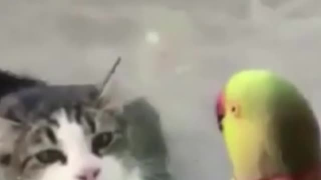 Pussy and parrot good friend