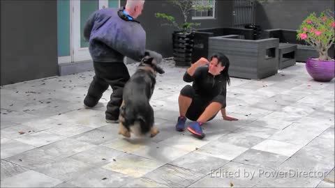 Formação cão de guarda