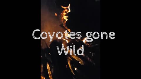 Coyotes Gone Wild - The Sounds of a northern summer night in the north-central US.