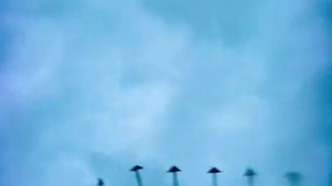 Birds flying in my city