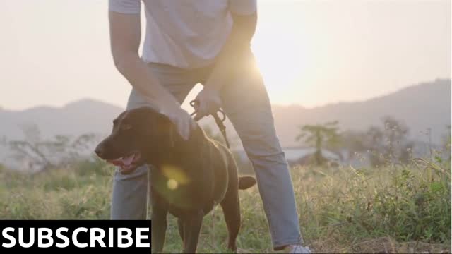 A happy energetic black Labrador playing with his owner with a warm sunlight against meadow