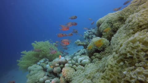 school of fish swimming under the sea